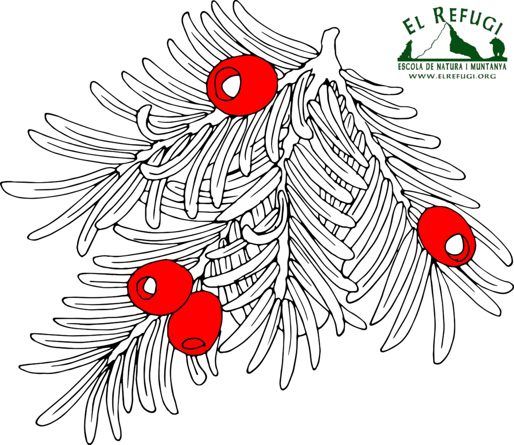 Visita Guiada Teix Taxus Baccata Garrotxa EL REFUGI ESCOLA