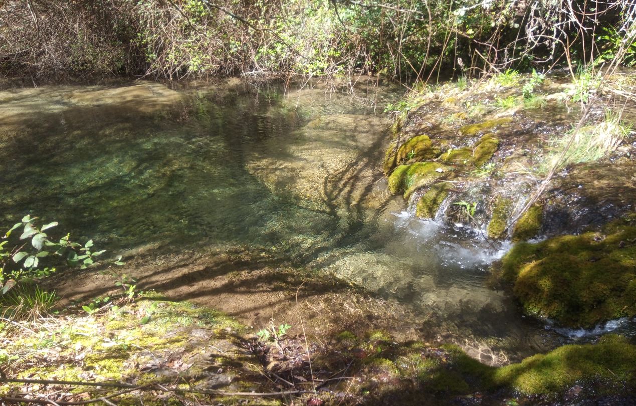 GUIES DE MUNTANYA, EL REFUGI ESCOLA ESCOLA DE NATURA, EDUCACIO AMBIENTAL, TAXUS BACCATA, GARROTXA